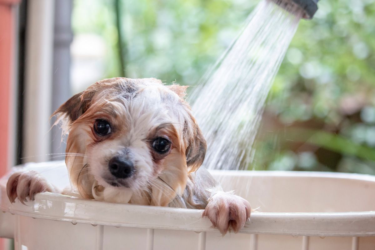  Pet Wonderland: Xây dựng hệ sinh thái toàn diện cho thú cưng và chủ nuôi