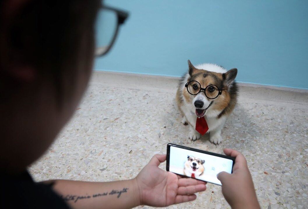  Pet Influencer: Trào lưu mới trong thế giới quảng cáo