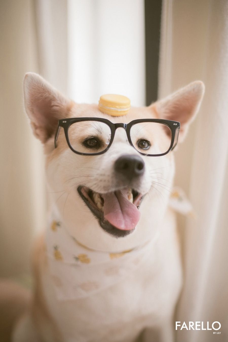  Pet Influencer: Trào lưu mới trong thế giới quảng cáo