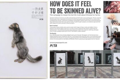 Chiến dịch “Fur Hurts”: Lên án ngành công nghiệp thời trang lông thú tàn nhẫn